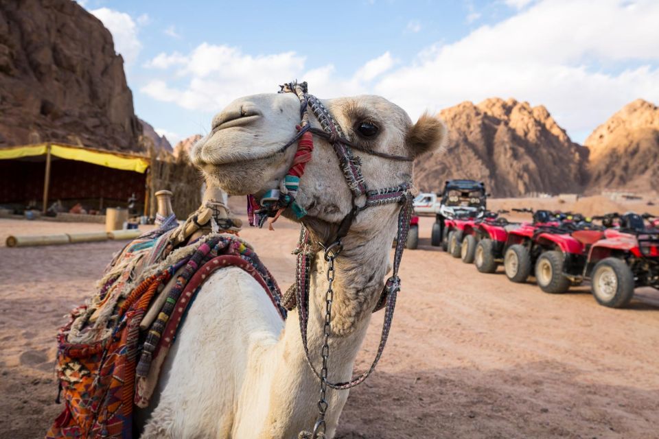 Quad Bike Safari + Camel Sharm El Sheikh